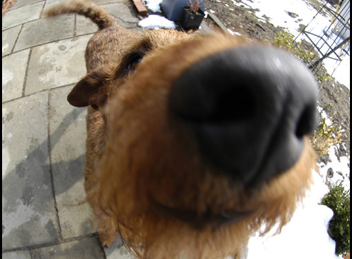 A dog’s life… Fergus shares his smile