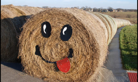 A fun hay fever to catch… smiley barrels in the field